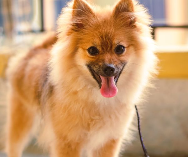 Pomeranian with a fluffy double coat