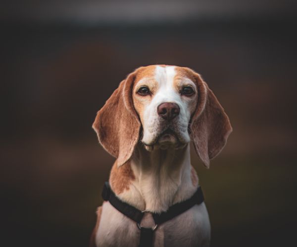 Beagle with a smooth, short coat